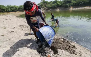A fish kill turns a Delhi lake into a graveyard