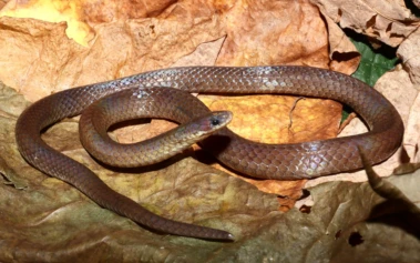 New snake species discovered named after famous Mizo herpetologist