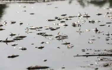 The dead fish at Delhi's Sanjay Lake are evidence of how fragile Indian cities have become in the face of climate stress