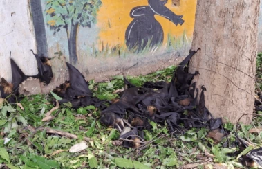 छत्तीसगडमध्ये उष्णतेचा कहर, २०० हून अधिक वटवाघळांचा मृत्यू