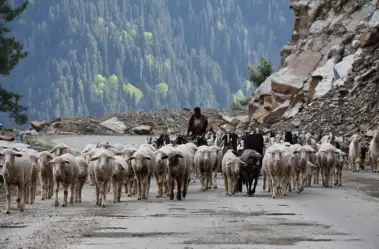 Transhumance has been criminalised for long in India; new research reveals though that Kashmir's Gujjars, Bakkerwals and Gaddis offer invaluable ecosystem services
