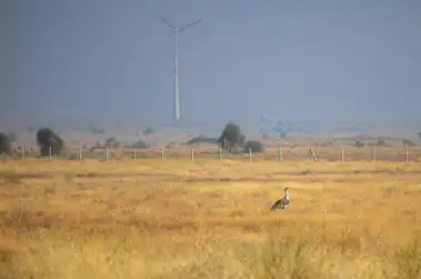 Was there a judicial balancing between the Great Indian Bustard and solar panels in 'MK Ranjitsinh v Union of India'?