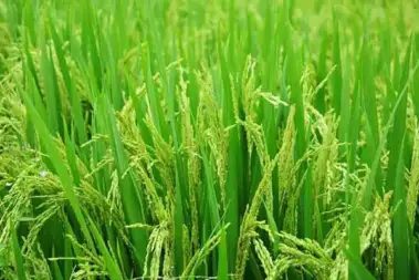 Paddy                                                                                    ৯ জেলার কৃষকের ধান  কিনবেই না সরকার