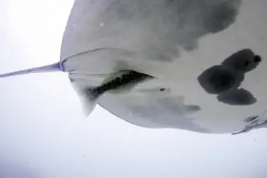 The remora and the manta ray...