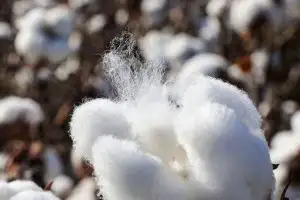 India cuts import duty on cotton for five months to improve supply