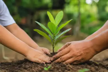 প্রতি বিধায়কের লক্ষ্য ১ হাজার গাছ, শুরু হচ্ছে নতুন কর্মসূচি