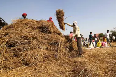 Can technology make India's crop insurance payouts more accurate?