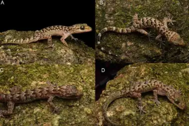 New bent-toed gecko species found in Assam's Urpad Beel