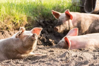 Nagaland: Mokokchung DC issues advisory after African Swine Fever outbreaks reported in Tuli area
