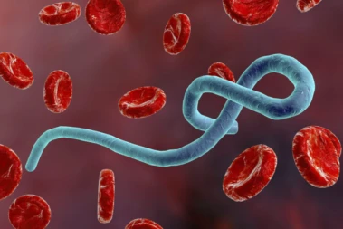 What do we know about the Bundibugyo strain of the Ebola virus?