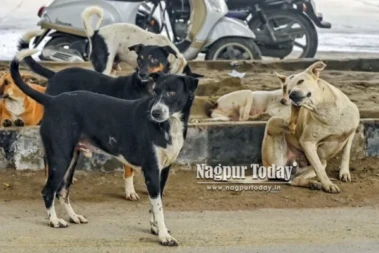 SC upholds order to remove stray dogs from public places