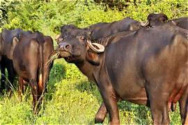 A restricted injection for milch animals, a raid and an arrest: How much is your intake?