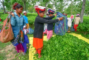 All tea garden community dominated seats won by NDA: Assam CM