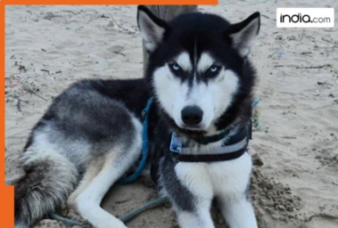 "If You Love Dogs, Adopt A Stray": Viral post questions ethics of keeping Siberian Husky dogs in India's scorching summers