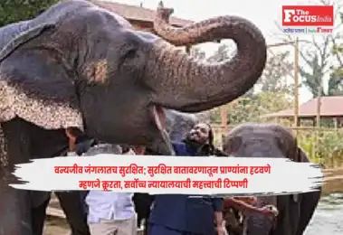 Supreme Court : वन्यजीव जंगलातच सुरक्षित; सुरक्षित वातावरणातून प्राण्यांना हटवणे म्हणजे क्रूरता, सर्वोच्च न्यायालयाची महत्त्वाची टिप्पणी
