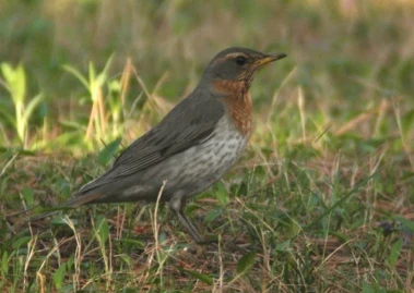 Manipur: 73 bird species recorded in Ukhrul's Shirui and Phangrei hill ranges