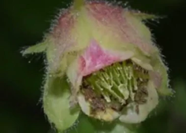 Arunachal Pradesh: Scientists rediscover rare Himalayan plant 'Geum macrosepalum' near Sela Pass