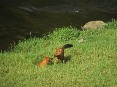 Spilling the tea on World Dhole Day