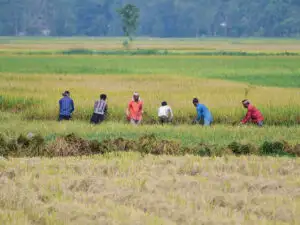 RBI says agriculture outlook for FY27 hinges on monsoon progress, distribution; El Nino poses risk