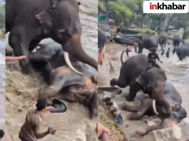 Elephant Camp में हिंसक हुए दो हाथी, आपस में भिड़े, महिला पर्यटक की हुई मौत