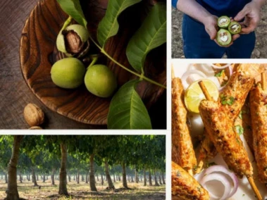 I Watched Thousands Of Walnuts Rain Down - Here's The Story In A Nutshell