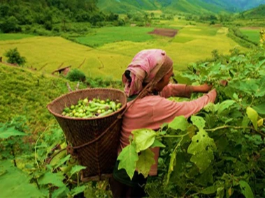 NEC invests Rs 339.06 crore in Mizoram development during 15th Finance Commission period