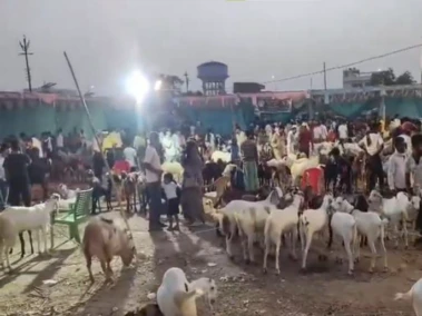UP: Lucknow goat markets witness rush ahead of Eid-ul-Adha