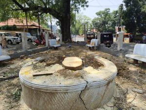Decades-old tree chopped down in Sambalpur