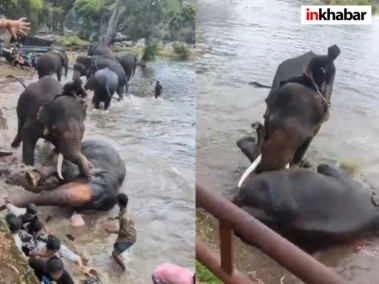 कर्नाटक में दो हाथियों की लड़ाई बनी मौत का मंजर! महिला टूरिस्ट की दर्दनाक मौत, वीडियो वायरल