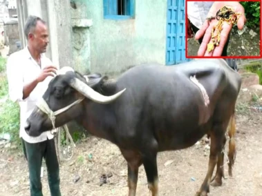 ​​​भैंस निगल गयी डेढ़ लाख का सोना, पेट फाड़ कर निकाला बाहर, लगे 65 टांके