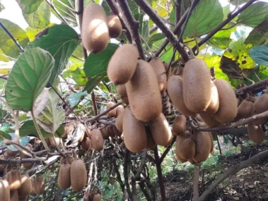 Scindia launches Rs 167-crore 'Arunachal Kiwi' mission to strengthen production, global market access
