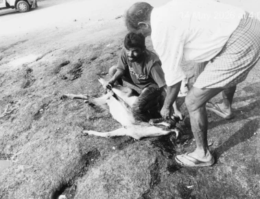 Future City police register case against temple EO over animal sacrifice allegations