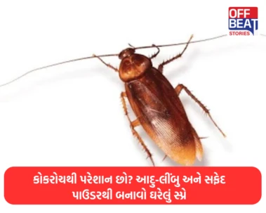 કોકરોચથી પરેશાન છો?: આદુ-લીંબુ અને સફેદ પાઉડરથી બનાવો ઘરેલું સ્પ્રે, રસોડામાંથી તરત ભાગશે જીવાતો
