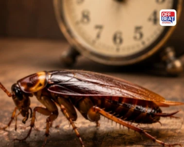 કેટલા વર્ષ જીવે છે વંદો? આયુષ્ય જાણીને થઈ જશો હેરાન: પરમાણુ હુમલો પણ નથી બગાડી શકતો વાળ વાંકો!