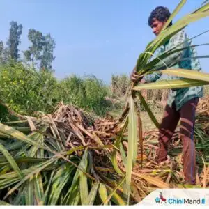 Odisha farmer builds Rs 7-crore sugarcane enterprise, inspires shift towards agribusiness