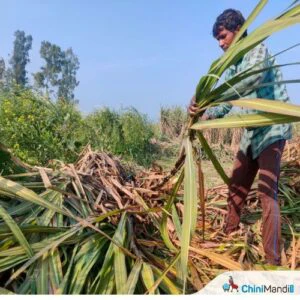 Sugar export ban leads to exploitation of cane farmers, says Ashokrao Thorat