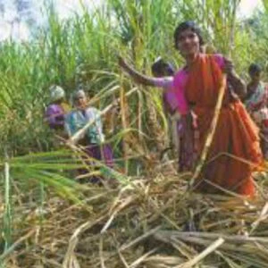 महाराष्ट्र : ऊसतोडणी कामगार महिला बनल्या 'डॉक्टर ताई'; सांभाळत आहेत आरोग्याची जबाबदारी
