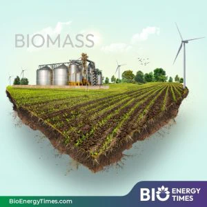 SAEL plans 1 GW bioenergy expansion using paddy stubble