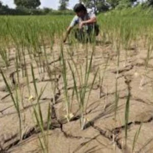 महाराष्ट्र : अल निनोच्या सावटामुळे खरीप हंगाम धोक्यात; राज्य सरकारकडून आपत्कालीन तयारीला वेग