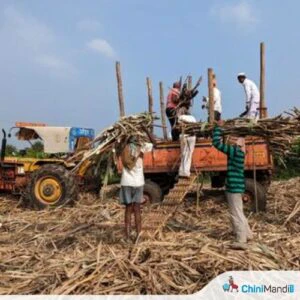 सोलापूर जिल्ह्यातील कारखान्यांनी ऊस उत्पादक शेतकऱ्यांचे १३८ कोटी ४५ लाख रुपये थकविले
