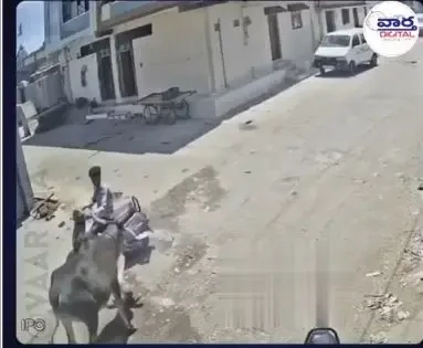 గుజరాత్‌లో ఎద్దు బీభత్సం: బైక్‌పై వెళ్తున్న వ్యక్తిని ఢీకొట్టి.. కాళ్లతో తొక్కిన వైనం