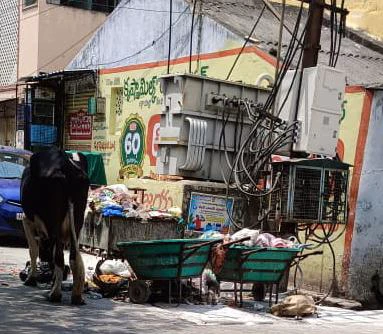 49వ డివిజన్ లో పడకేసిన పారిశుధ్యం