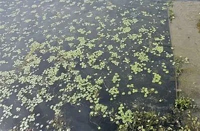 Venomous Aquatic Insects May Lurk in Assam's Ponds, Doctor Warns