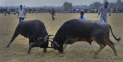 PETA India Takes Assam Buffalo Fight Cruelty Case to Gauhati High Court