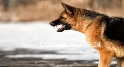 ଅନୁଗୁଳରେ ଆତଙ୍କ ଖେଳାଇଛି ପାଗଳ କୁକୁର