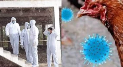 Nandurbar  Bird Flu Culling Operation : नंदुरबारच्या नवापूरमध्ये तब्बल दिड लाख कोंबड्यांचे कलिंग, तर 20 हजार अंडी नष्ट, बर्ड फ्ल्यूचा उद्रेक पाहता प्रशासन अलर्ट मोडवर