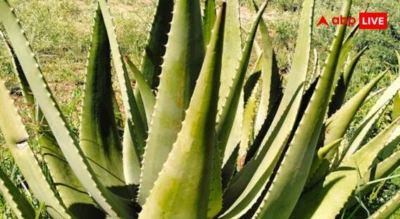 Aloe Vera Farming Tips: ऐसे शुरू करें एलोवेरा की खेती, 1 हेक्टेयर में होगी 10 लाख तक की कमाई