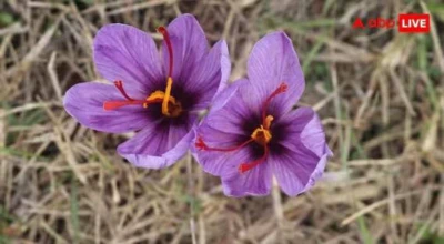 Saffron Farming Tips: ઘરના એક રૂમમાં ઉગાડી શકો છો કેસર, આનાથી દર મહિને થશે લાખોની કમાણી