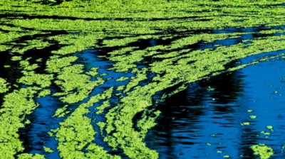 4 Infectious Diseases You Can Catch If You Swim In Stagnant Water