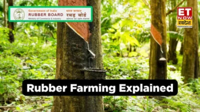 Rubber Farming Explained: ओडिशा से लेकर केरल तक बंपर उत्‍पादन! कैसे रबड़ की खेती से किसान हो रहे मालामाल